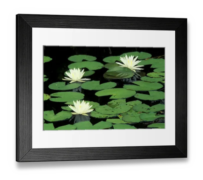 Framed Print : N. A. USA, North Carolina, Green Swamp Ecological Reserve Fragrant waterlilys Framed Print : N. A. USA, North Carolina, Green Swamp Ecological Reserve Fragrant waterlilys