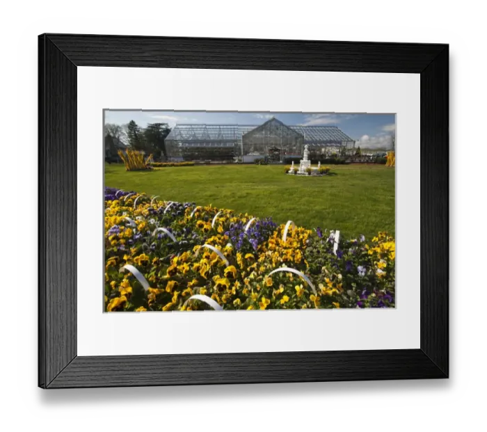 Framed Print : USA, New York, Jamesport. Spring flowers at a plant shop Framed Print : USA, New York, Jamesport. Spring flowers at a plant shop