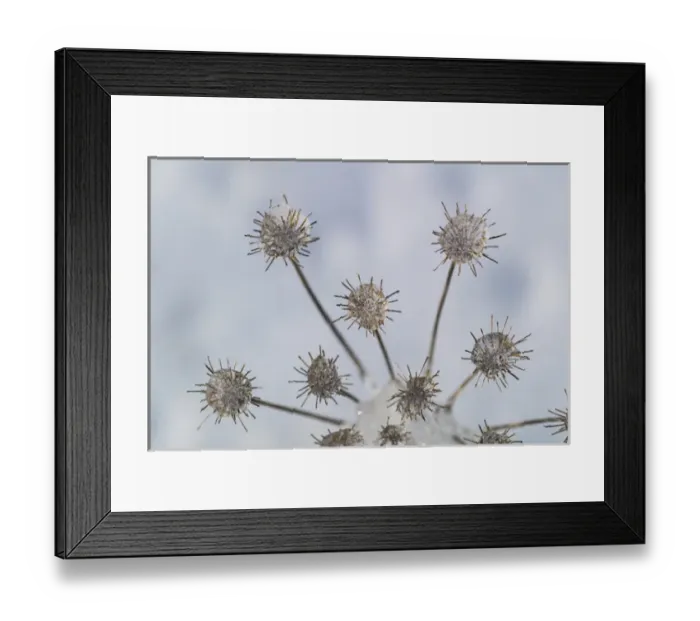Framed Print : Ice pattern on plant in winter, Great Smoky Mountains National Park, North Carolina Framed Print : Ice pattern on plant in winter, Great Smoky Mountains National Park, North Carolina