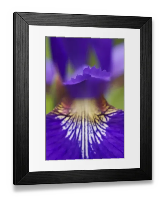 Framed Print : Close-up of hybrid Iris Oconaluftee Visitor Center Great Smoky Mountains N. P. NC Framed Print : Close-up of hybrid Iris Oconaluftee Visitor Center Great Smoky Mountains N. P. NC