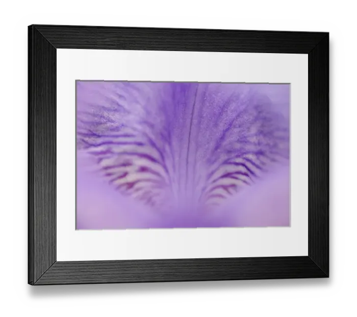 Framed Print : Close-up of hybrid Iris Oconaluftee Visitor Center Great Smoky Mountains N. P. NC