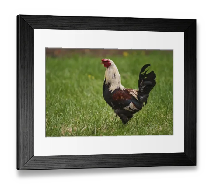 Framed Print : Rooster Pioneer Homestead at Oconaluftee Visitor Center Great Smoky Mountains N