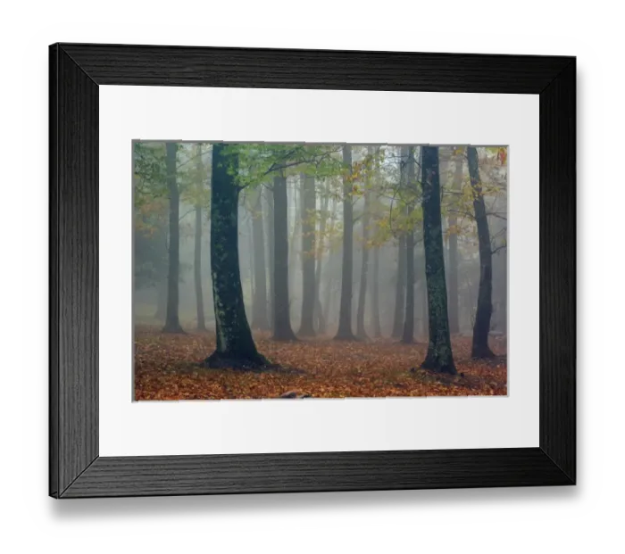 Framed Print : Autumn view of foggy forest, Grandfather Mountain, North Carolina Framed Print : Autumn view of foggy forest, Grandfather Mountain, North Carolina