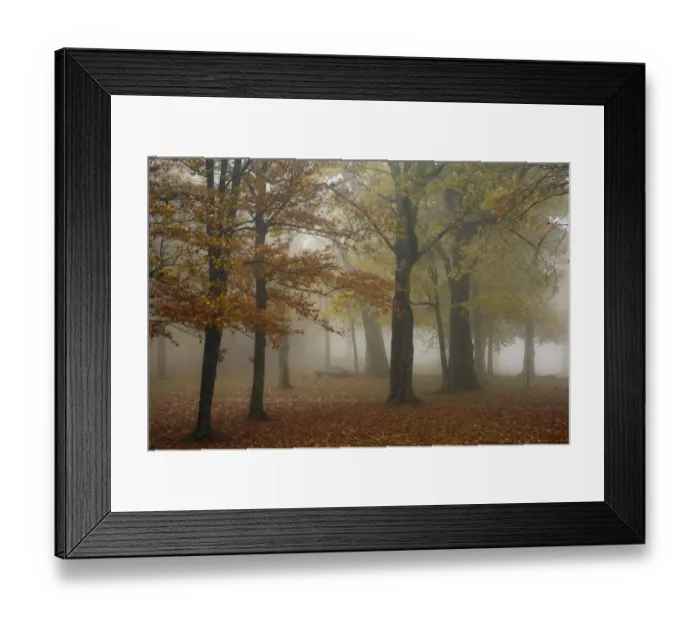 Framed Print : Autumn view of foggy forest, Grandfather Mountain, North Carolina Framed Print : Autumn view of foggy forest, Grandfather Mountain, North Carolina