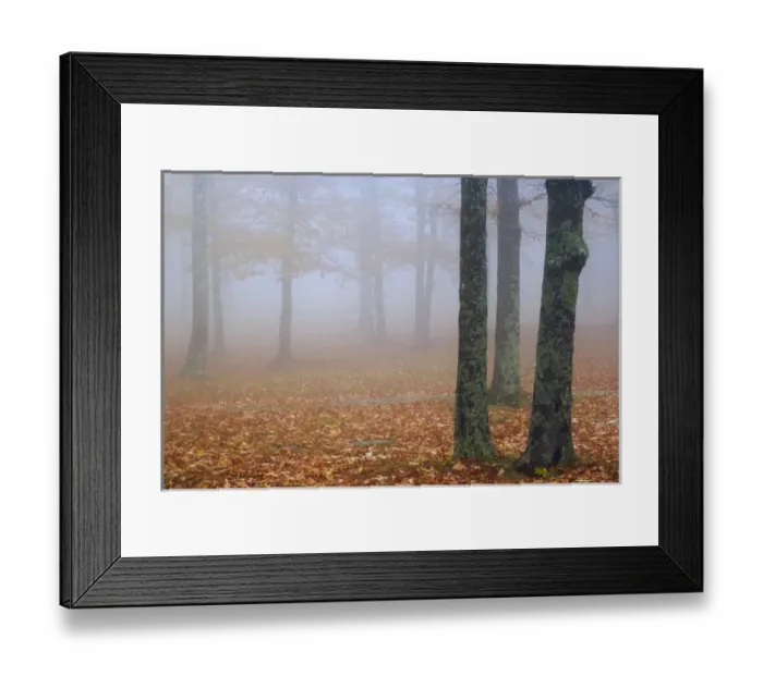 Framed Print : Autumn view of foggy forest, Grandfather Mountain, North Carolina Framed Print : Autumn view of foggy forest, Grandfather Mountain, North Carolina