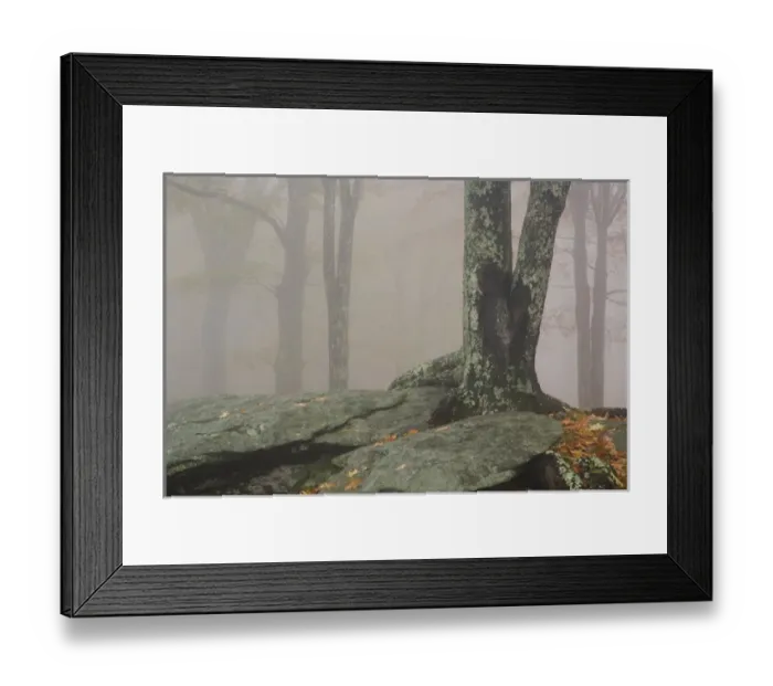 Framed Print : Autumn view of foggy forest, Grandfather Mountain, North Carolina Framed Print : Autumn view of foggy forest, Grandfather Mountain, North Carolina