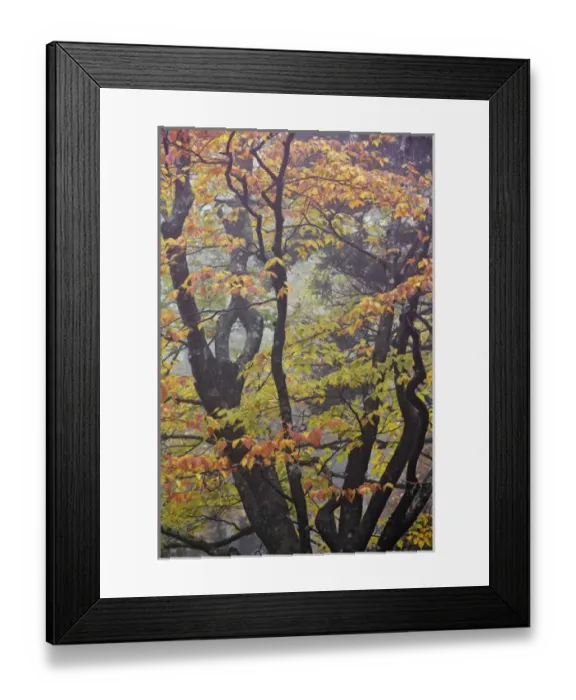 Framed Print : Tree branch pattern in foggy forest, Pisgah National Forest, North Carolina Framed Print : Tree branch pattern in foggy forest, Pisgah National Forest, North Carolina