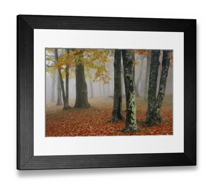 Framed Print : Autumn view of foggy forest, Grandfather Mountain, North Carolina Framed Print : Autumn view of foggy forest, Grandfather Mountain, North Carolina