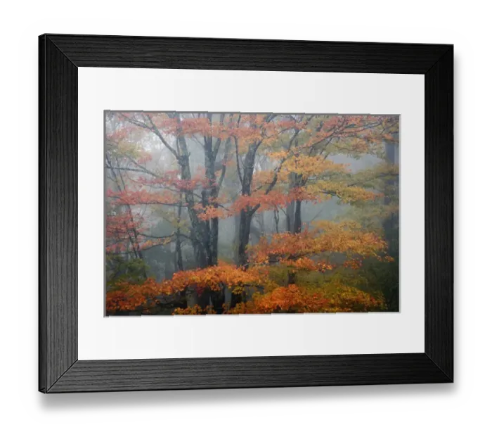 Framed Print : Red Maple tree, Acer rubrum, portrait in foggy forest, Pisgah National Forest, North