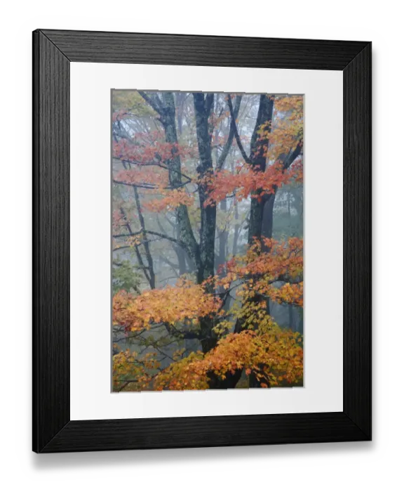 Framed Print : Red Maple tree, Acer rubrum, portrait in foggy forest, Pisgah National Forest, North Framed Print : Red Maple tree, Acer rubrum, portrait in foggy forest, Pisgah National Forest, North