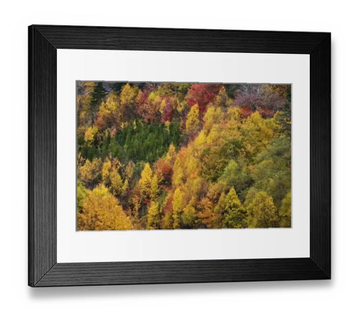 Framed Print : Fall colors in the southern Appalachian Mountains near Grandfather Mountain, North Framed Print : Fall colors in the southern Appalachian Mountains near Grandfather Mountain, North