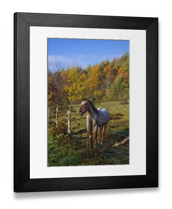 Framed Print : Horse and fence, just off the Blue Ridge Parkway, near Blowing Rock, North Carolina Framed Print : Horse and fence, just off the Blue Ridge Parkway, near Blowing Rock, North Carolina