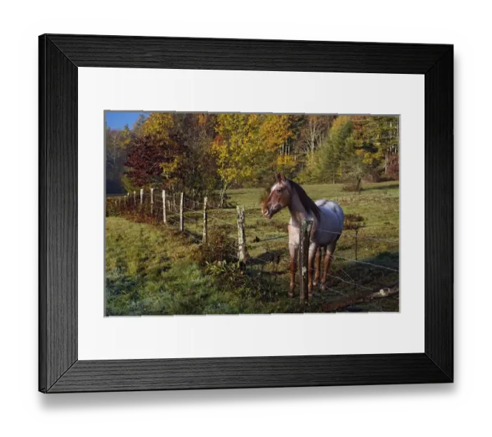 Framed Print : Horse and fence, just off the Blue Ridge Parkway, near Blowing Rock, North Carolina