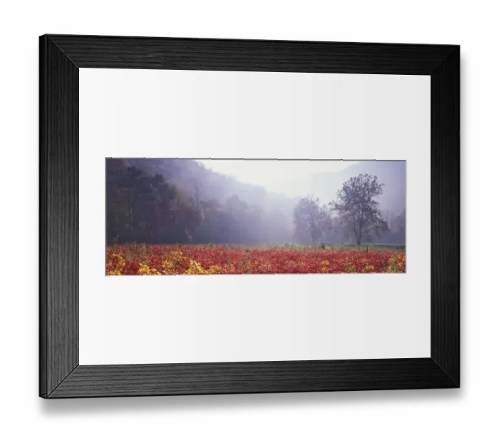 Framed Print : Meadow of Sumac saplings in autumn, Great Smoky Mountains National Park, North Carolina Framed Print : Meadow of Sumac saplings in autumn, Great Smoky Mountains National Park, North Carolina