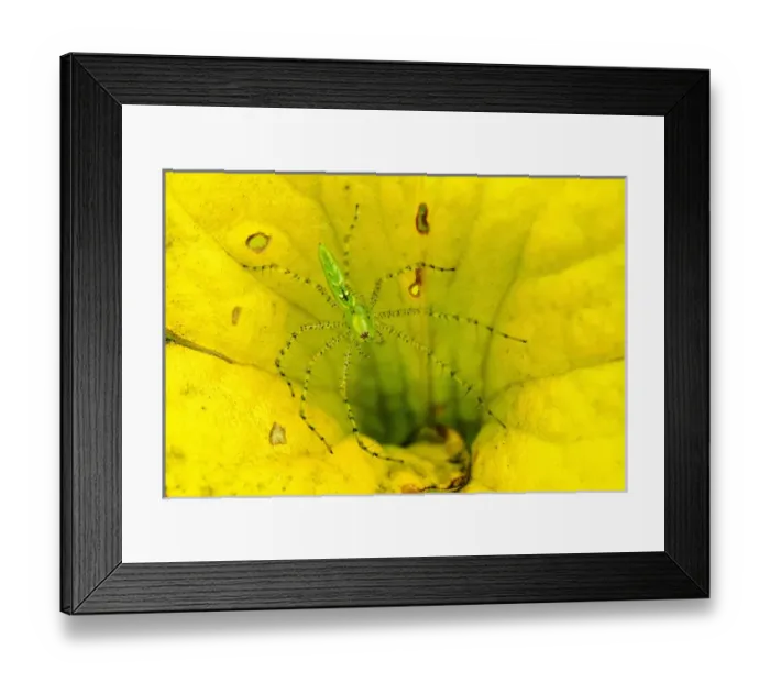 Framed Print : North America, USA, North Carolina, Green Swamp Ecological Reserve. Green Lyn Spider