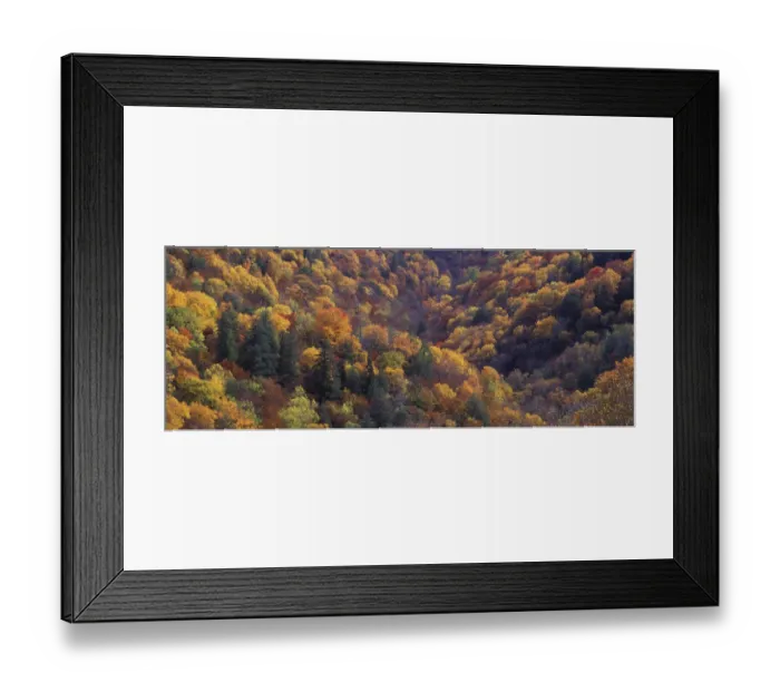 Framed Print : Autumn colors along Thomas Divide, Great Smoky Mountains National Park, North Carolina Framed Print : Autumn colors along Thomas Divide, Great Smoky Mountains National Park, North Carolina