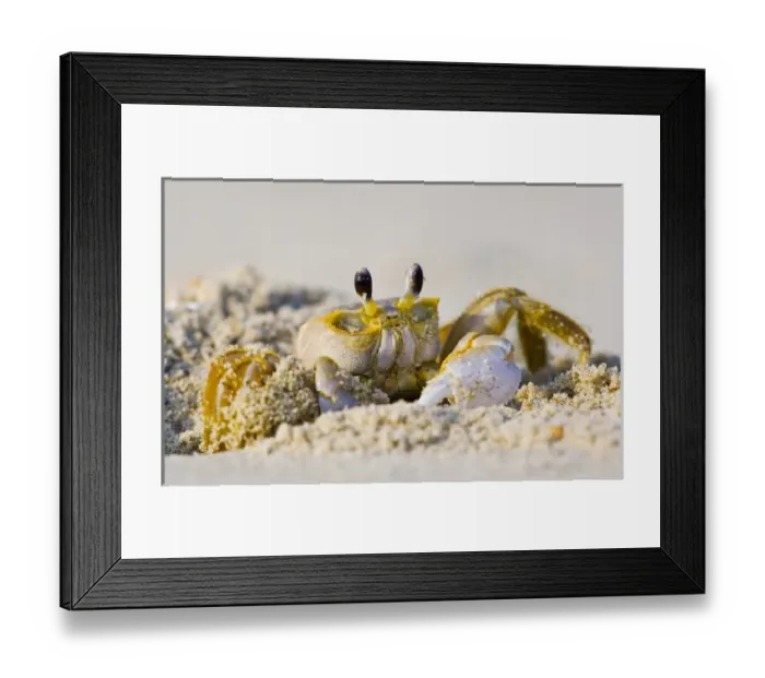 Framed Print : North America, USA, North Carolina, Nags Head. Ghost Crab excavating a burrow
