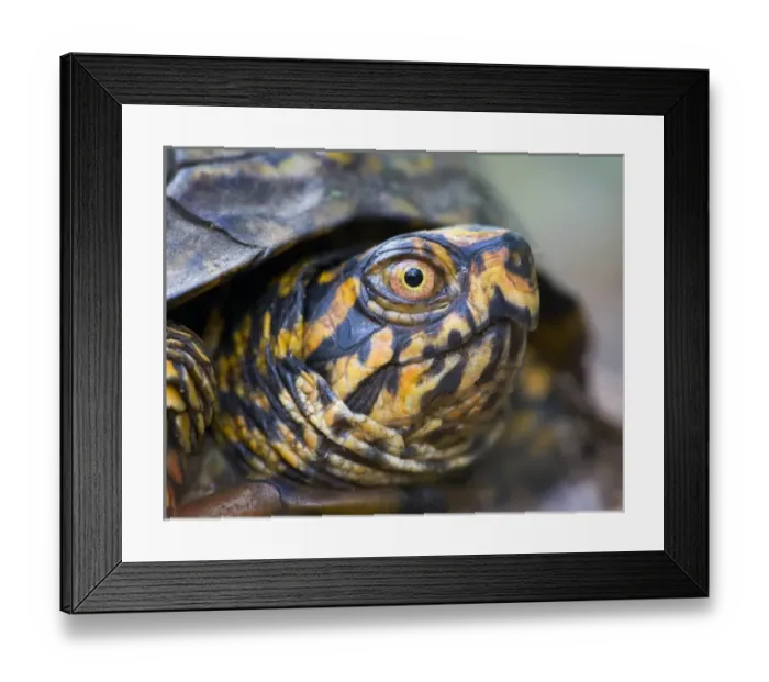 Framed Print : North America, USA, North Carolina, Palmetto Peartree preserve. Eastern Box Turtle