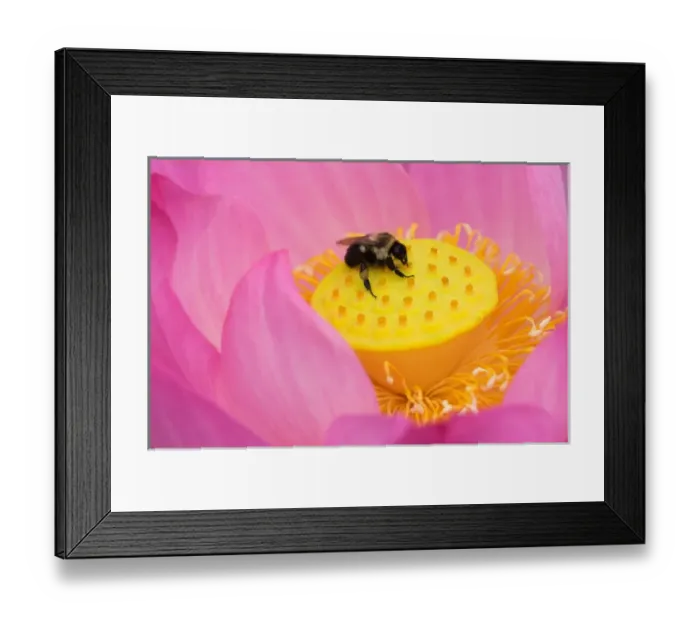 Framed Print : Franklin NC, Perrys Water Garden, Center od lotus blossom with bee Framed Print : Franklin NC, Perrys Water Garden, Center od lotus blossom with bee