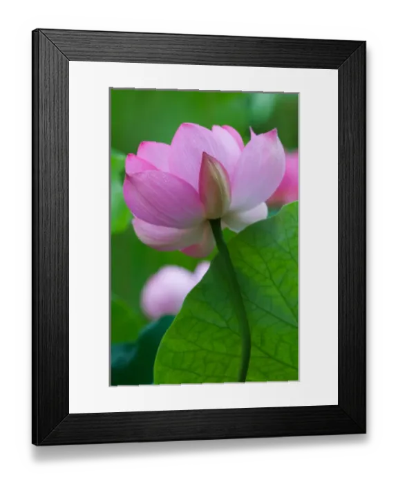 Framed Print : Franklin NC, Perrys Water Garden, Lotus blossom Framed Print : Franklin NC, Perrys Water Garden, Lotus blossom