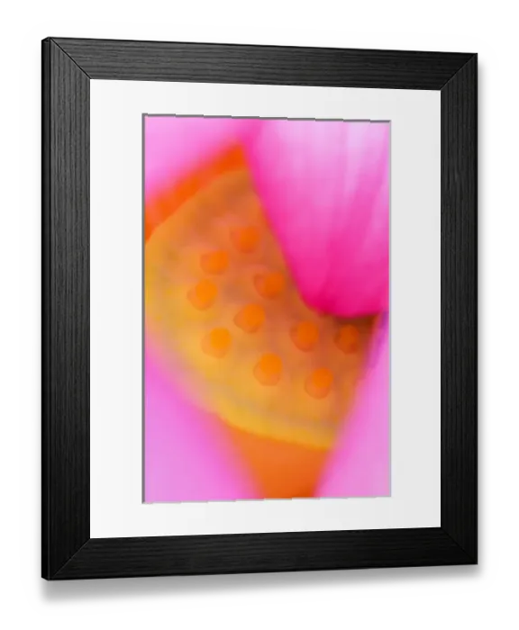 Framed Print : Franklin NC, Perrys Water Garden, Abstract of center of lotus blossom Framed Print : Franklin NC, Perrys Water Garden, Abstract of center of lotus blossom