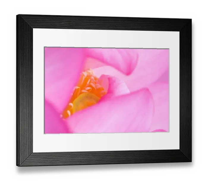 Framed Print : Franklin NC, Perrys Water Garden, Abstract of center of lotus blossom