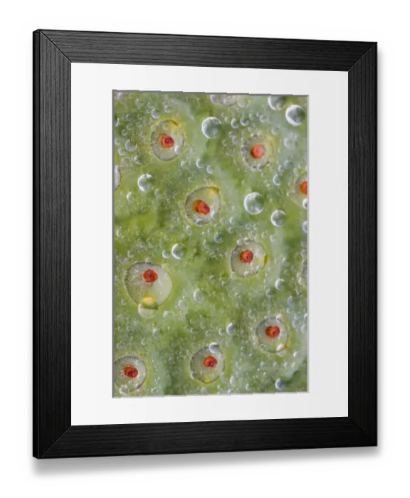 Framed Print : Franklin NC, Perrys Water Gardens, seed case of lotus flower with dew Framed Print : Franklin NC, Perrys Water Gardens, seed case of lotus flower with dew