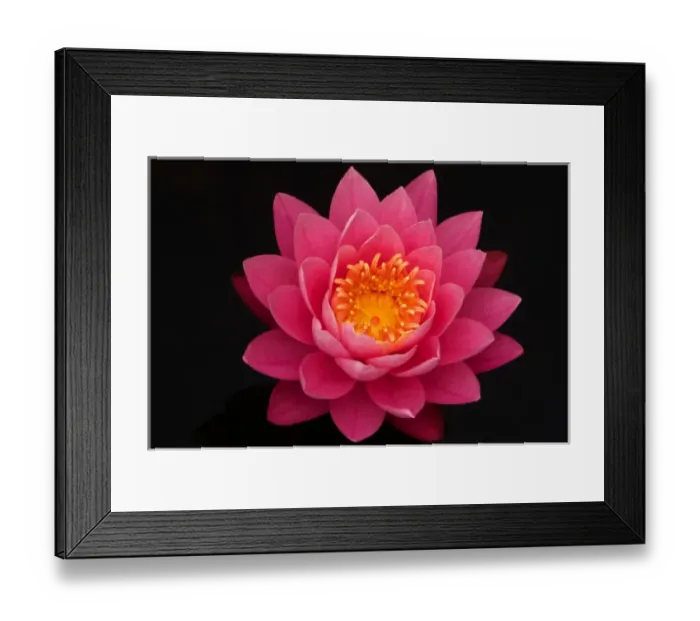 Framed Print : USA; North Carolina; Close-up waterlily