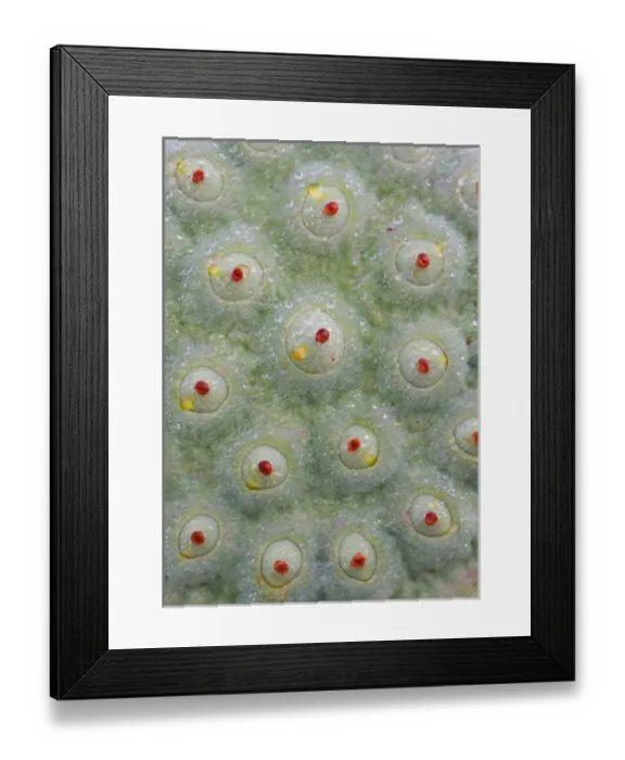Framed Print : Franklin NC, Perrs Water Garden, Seedcase of lotus flower with dew Framed Print : Franklin NC, Perrs Water Garden, Seedcase of lotus flower with dew