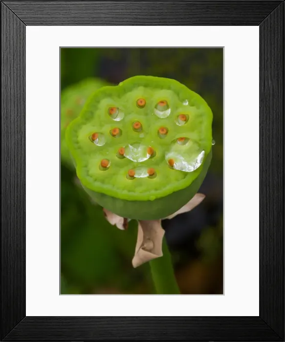 Framed Print : USA; North Carolina; Lotus seedcase with dew drops Framed Print : USA; North Carolina; Lotus seedcase with dew drops