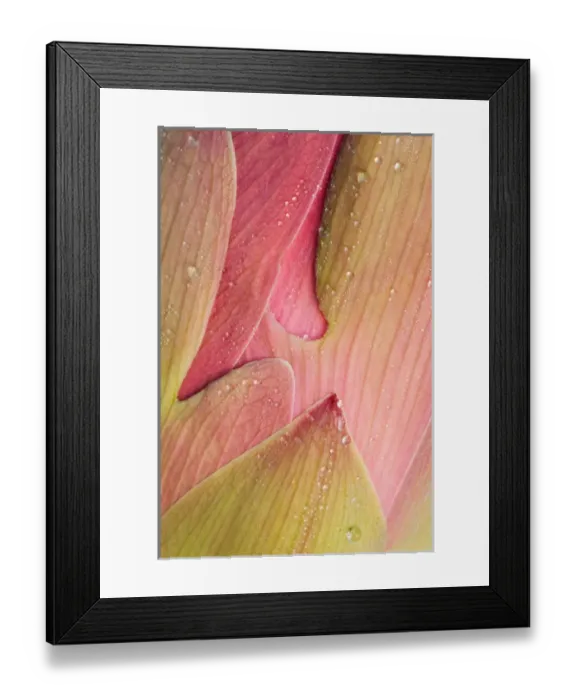 Framed Print : Franklin NC, Perrys Water Garden, Abstract of lotus flower petals Framed Print : Franklin NC, Perrys Water Garden, Abstract of lotus flower petals