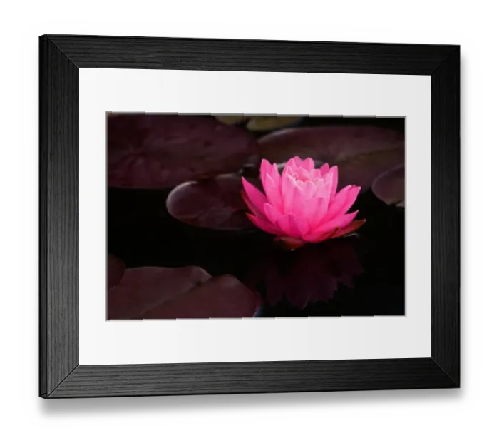 Framed Print : USA; North Carolina; Water lily Framed Print : USA; North Carolina; Water lily