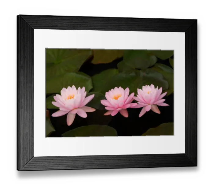 Framed Print : USA; North Carolina; Water lilies
