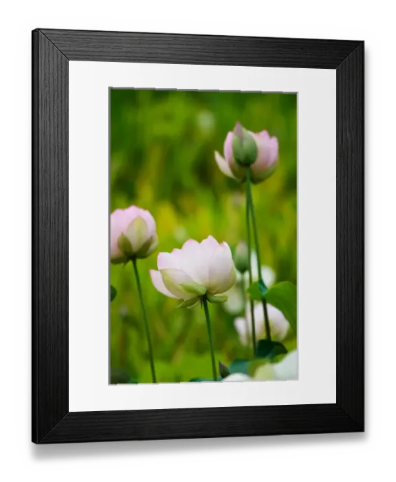 Framed Print : USA; North Carolina; Lotus in garden Framed Print : USA; North Carolina; Lotus in garden