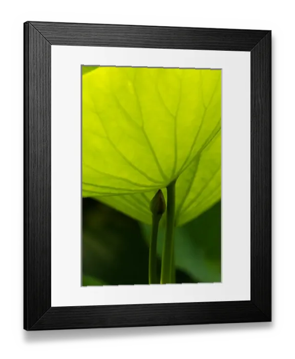 Framed Print : USA; North Carolina; Lotus leaf and bud with back lighting Framed Print : USA; North Carolina; Lotus leaf and bud with back lighting