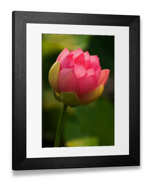 Framed Print : USA; North Caroilna; Lotus with back lighting Framed Print : USA; North Caroilna; Lotus with back lighting
