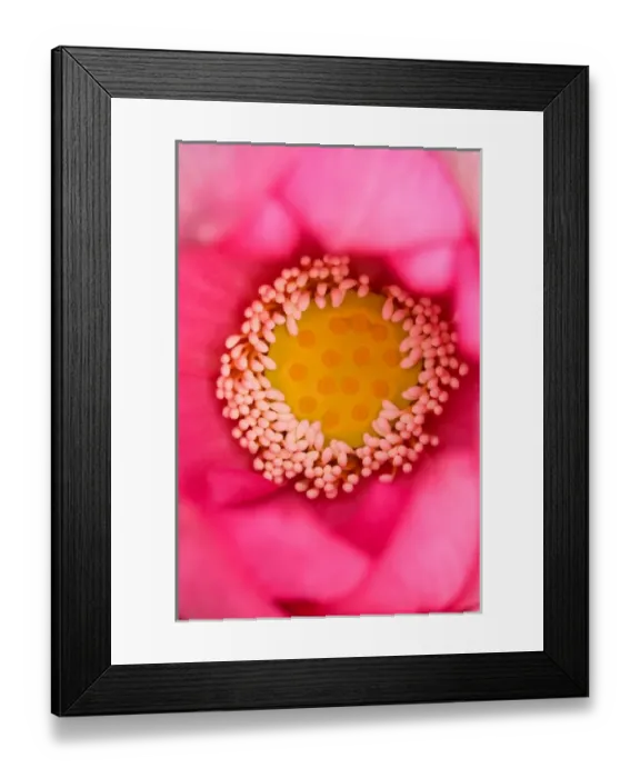 Framed Print : USA; North Carolina; Close-up of center of lotus Framed Print : USA; North Carolina; Close-up of center of lotus