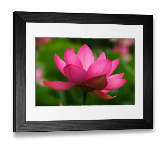 Framed Print : USA; North Carolina; Lotus blossom Framed Print : USA; North Carolina; Lotus blossom