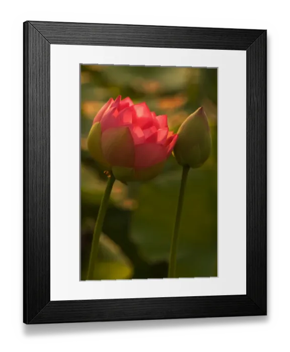 Framed Print : USA; North Carolina; Lotus blossom and bud with back lighting Framed Print : USA; North Carolina; Lotus blossom and bud with back lighting