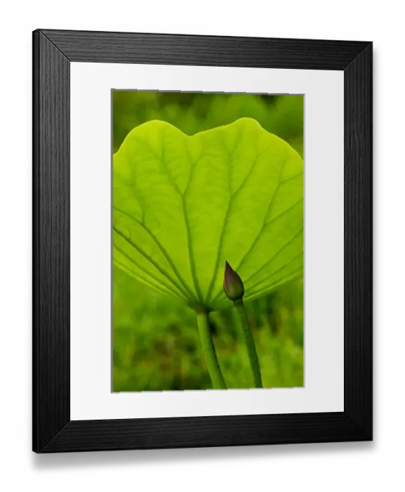 Framed Print : USA; North Carolina; Lotus leaf and bud with back lighting Framed Print : USA; North Carolina; Lotus leaf and bud with back lighting