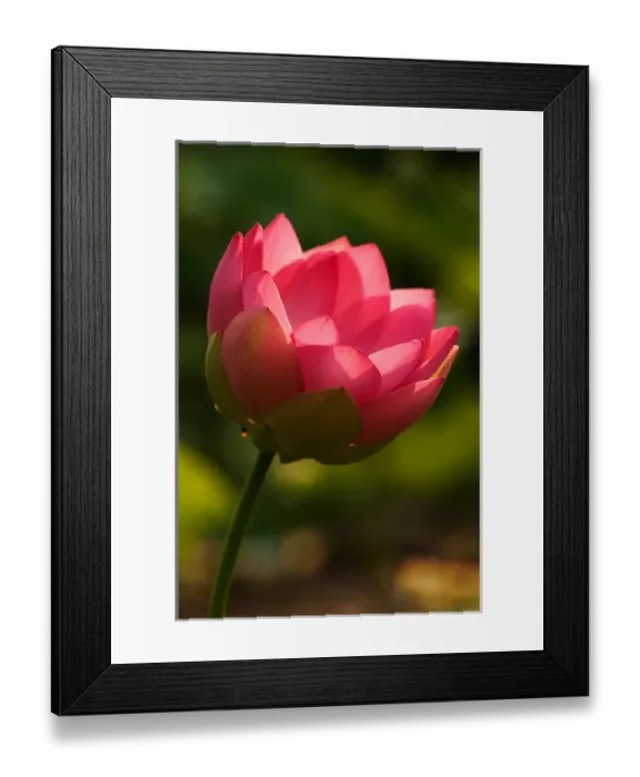 Framed Print : USA; North Carolina; Lotus blossom with backlighting