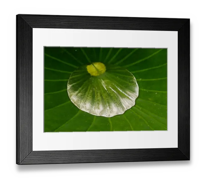 Framed Print : USA; North Carolina; Dew in the center of lotus leaf Framed Print : USA; North Carolina; Dew in the center of lotus leaf