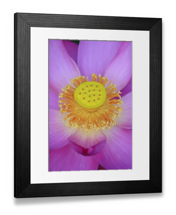Framed Print : North America, USA, Florida, Pensacola. Lotus bloom in the summer Framed Print : North America, USA, Florida, Pensacola. Lotus bloom in the summer