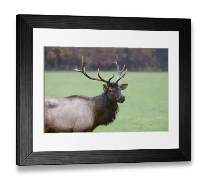 Framed Print : North America, USA, North Carolina. Elk in the Great Smoky Mountains Nation Park