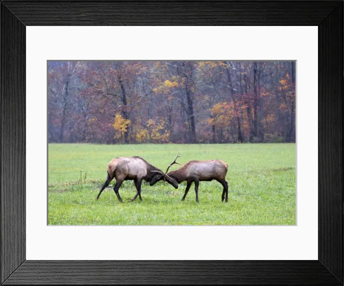 Framed Print : North America, USA, North Carolina. Elk in the Great Smoky Mountains Nation Park