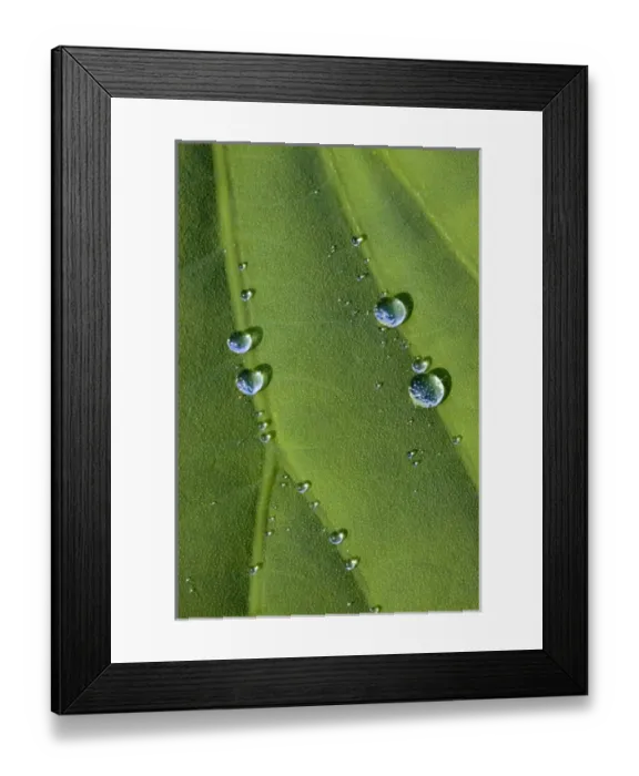 Framed Print : North America, USA, North Carolina. Lotus leaf with dew drops Framed Print : North America, USA, North Carolina. Lotus leaf with dew drops