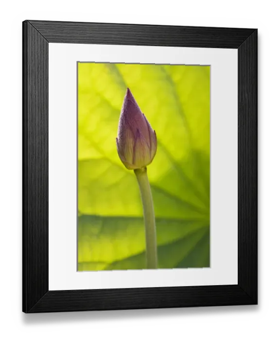 Framed Print : North America, USA, Florida, Pensacola. Lotus bud in the summer Framed Print : North America, USA, Florida, Pensacola. Lotus bud in the summer