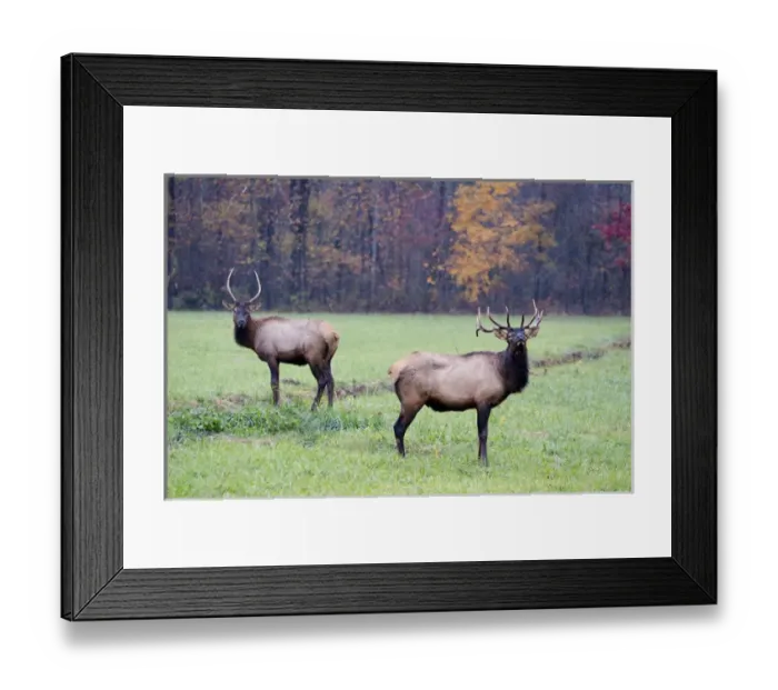 Framed Print : North America, USA, North Carolina. Elk in the Great Smoky Mountains Nation Park