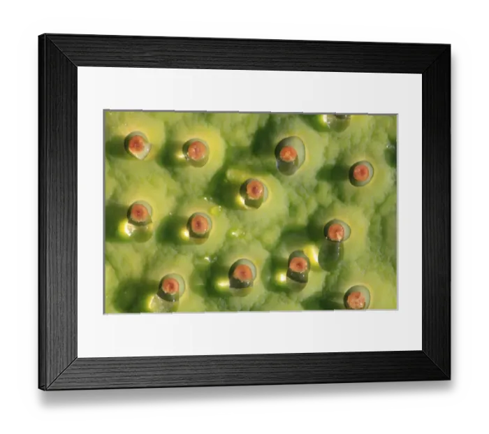 Framed Print : North America, USA, North Carolina. Lotus pod with dew drops Framed Print : North America, USA, North Carolina. Lotus pod with dew drops