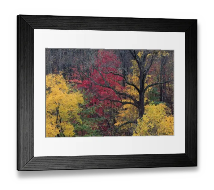 Framed Print : North America, USA, North Carolina. Fall foliage Framed Print : North America, USA, North Carolina. Fall foliage
